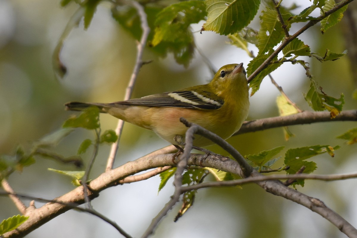 Bay-breasted Warbler - ML623381333