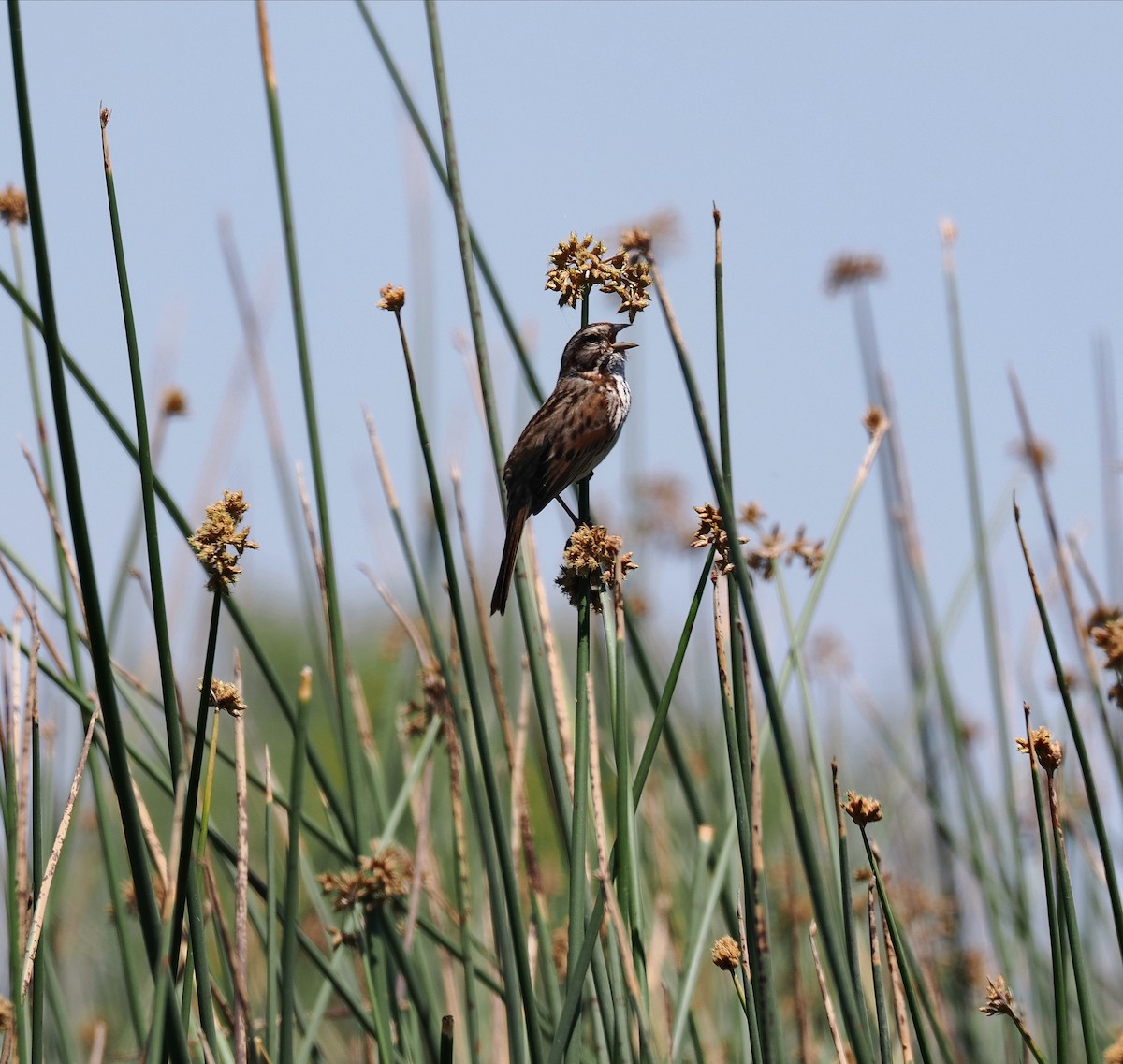 Song Sparrow (heermanni Group) - Levi Fuentes