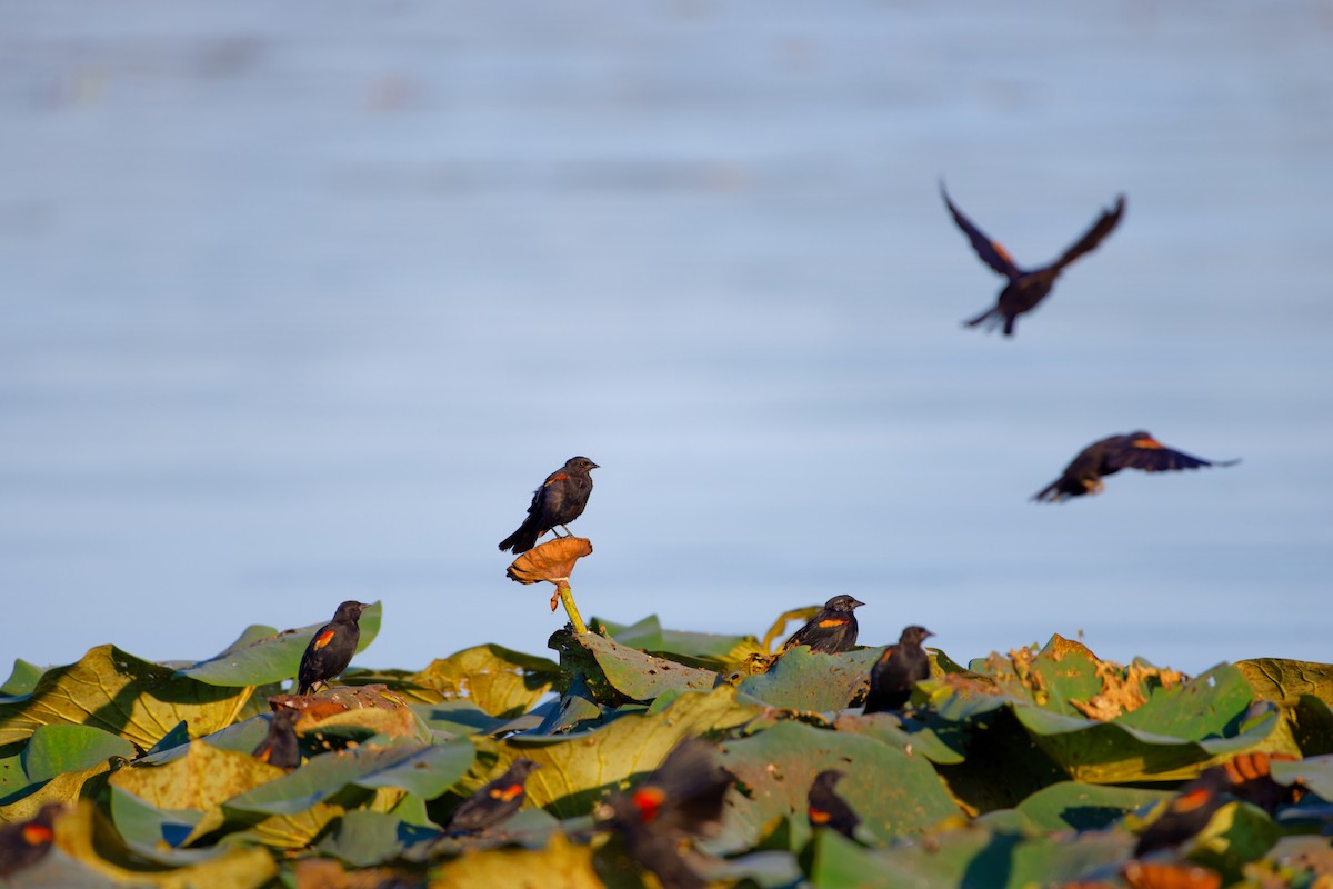 Red-winged Blackbird - ML623381354