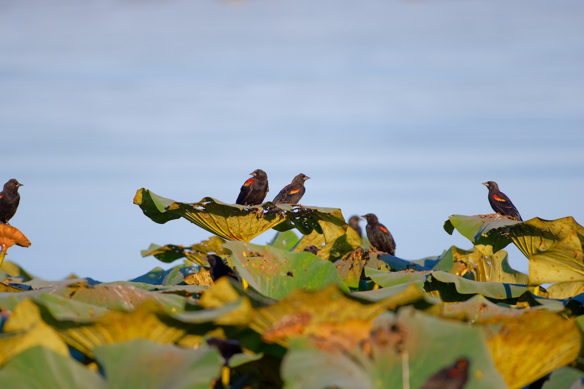 Red-winged Blackbird - ML623381355