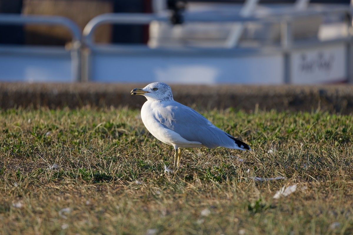 Ring-billed Gull - ML623381366