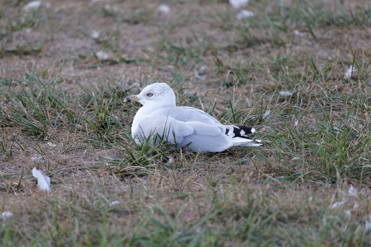 Ring-billed Gull - ML623381367