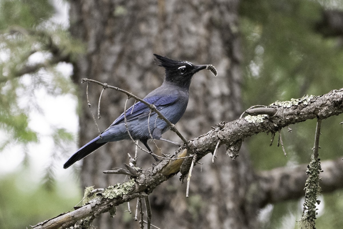 Steller's Jay - ML623381379