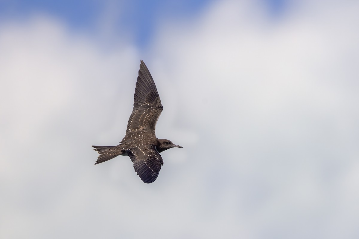 Sooty Tern - ML623381387