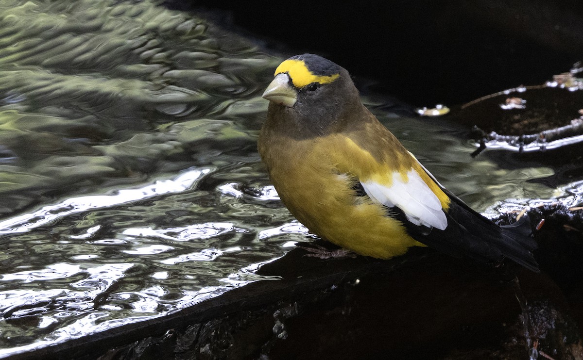 Evening Grosbeak - ML623381391