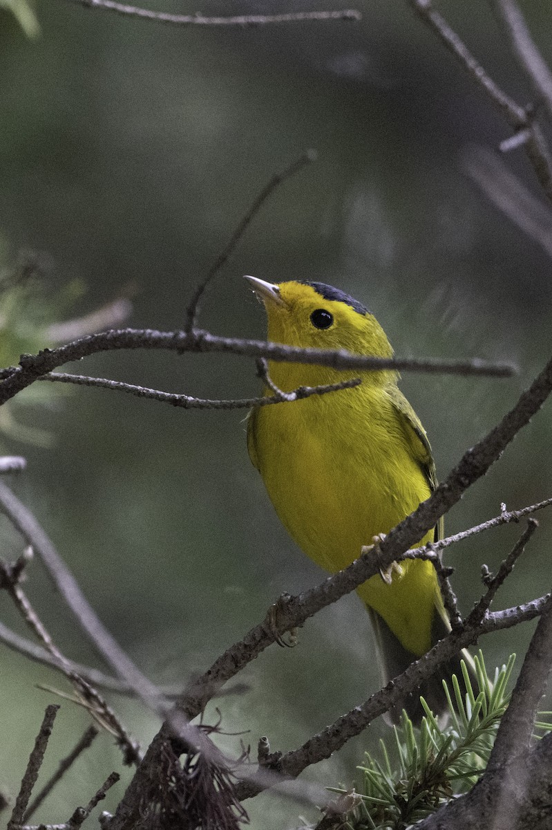 Wilson's Warbler - ML623381401