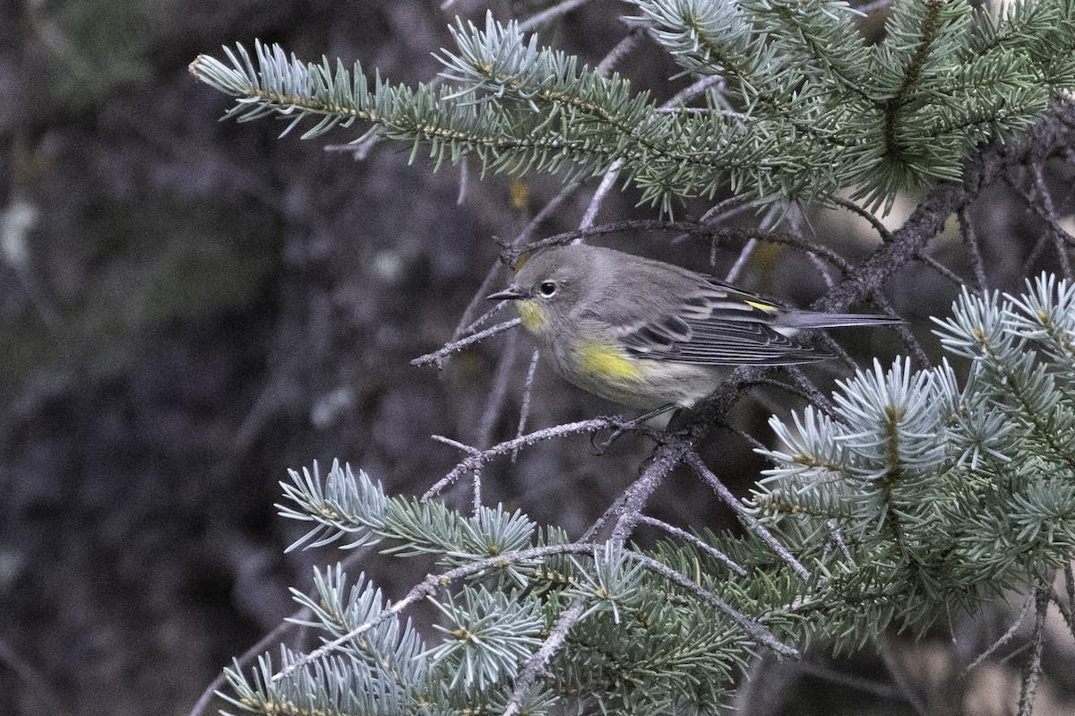 Paruline à croupion jaune - ML623381403