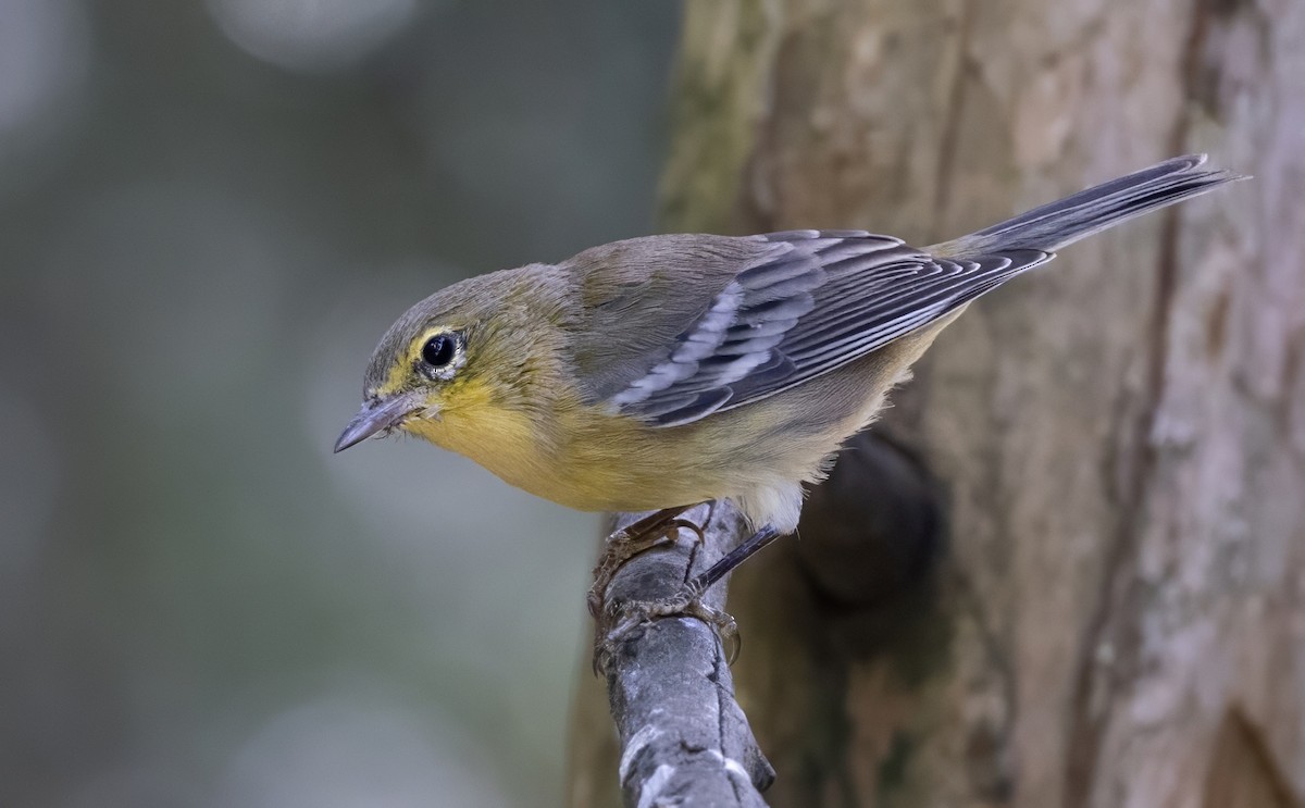 Pine Warbler - ML623381413