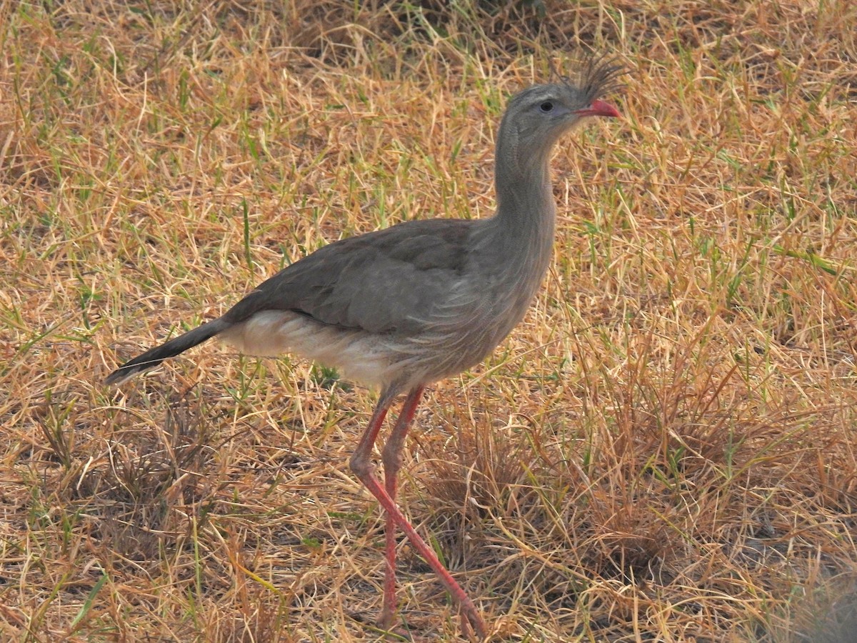 Red-legged Seriema - ML623381434