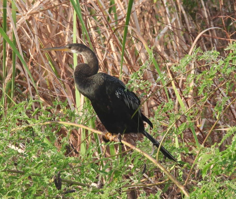 Anhinga - ML623381487