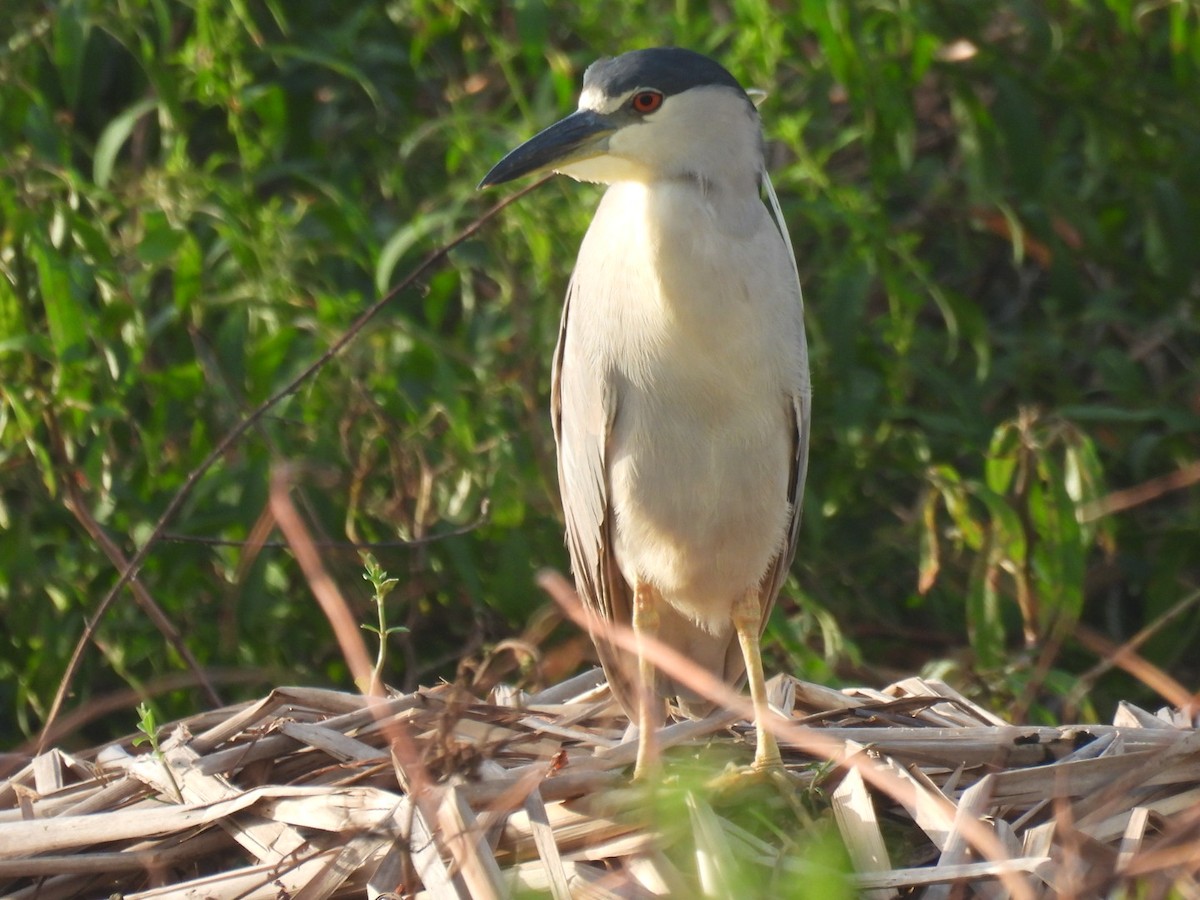 Black-crowned Night Heron - ML623381505