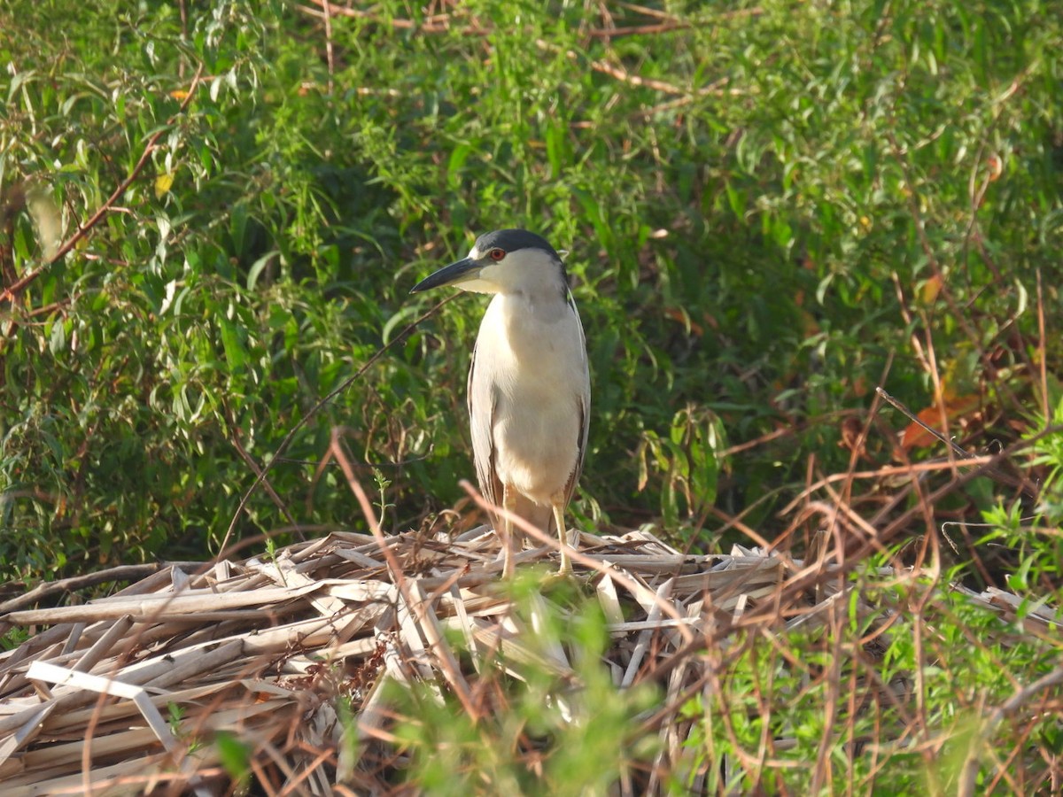 Black-crowned Night Heron - ML623381506