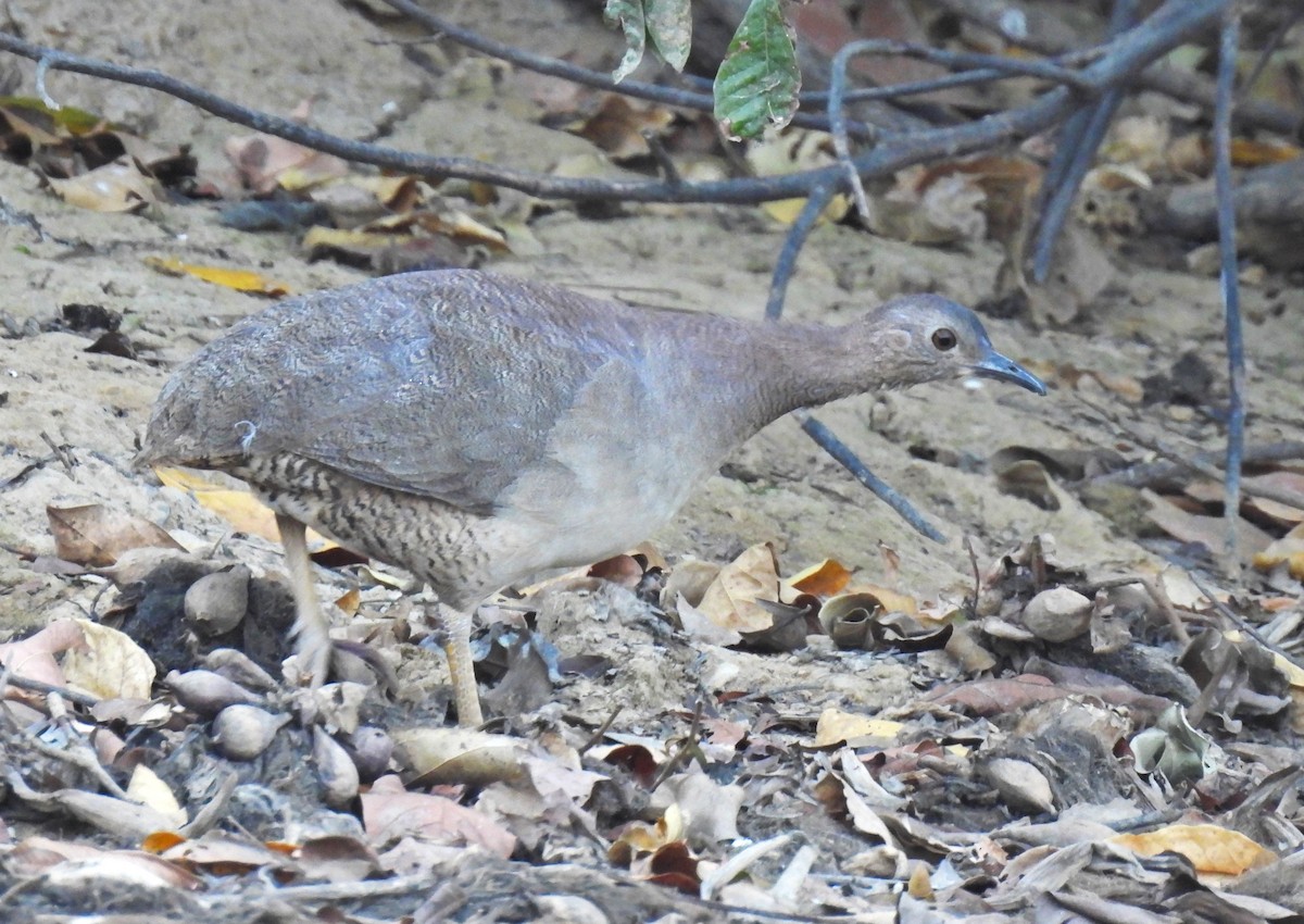 Undulated Tinamou - ML623381522