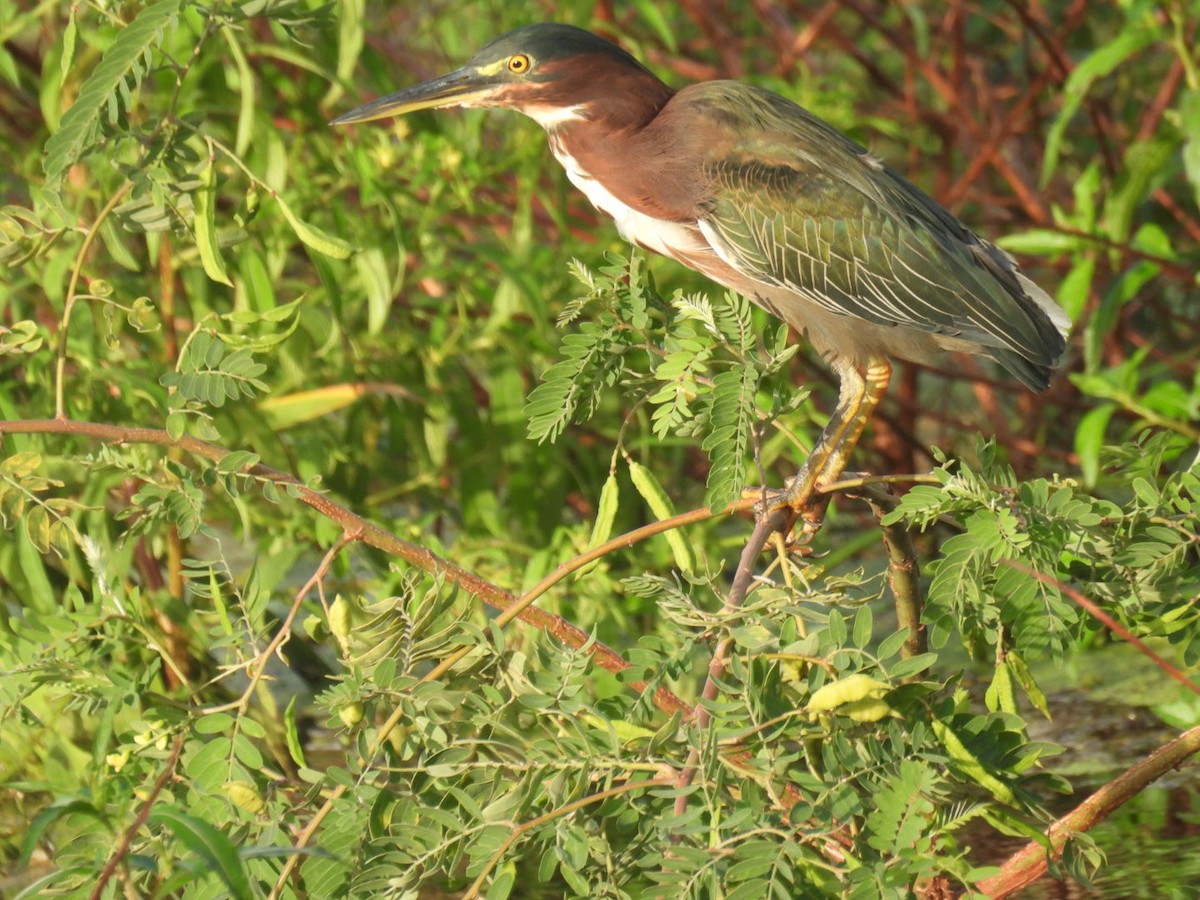 Green Heron - ML623381532