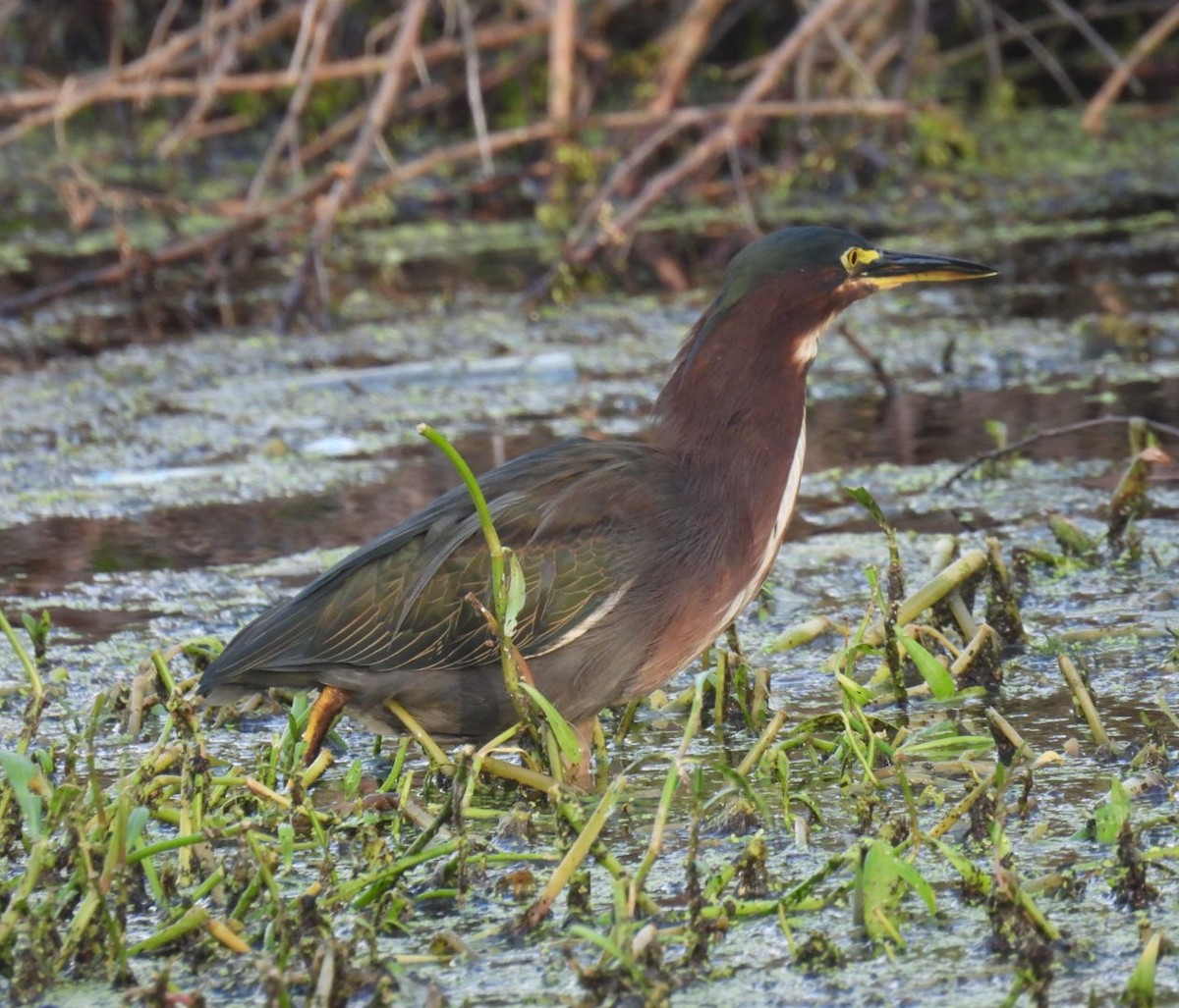 Green Heron - ML623381533