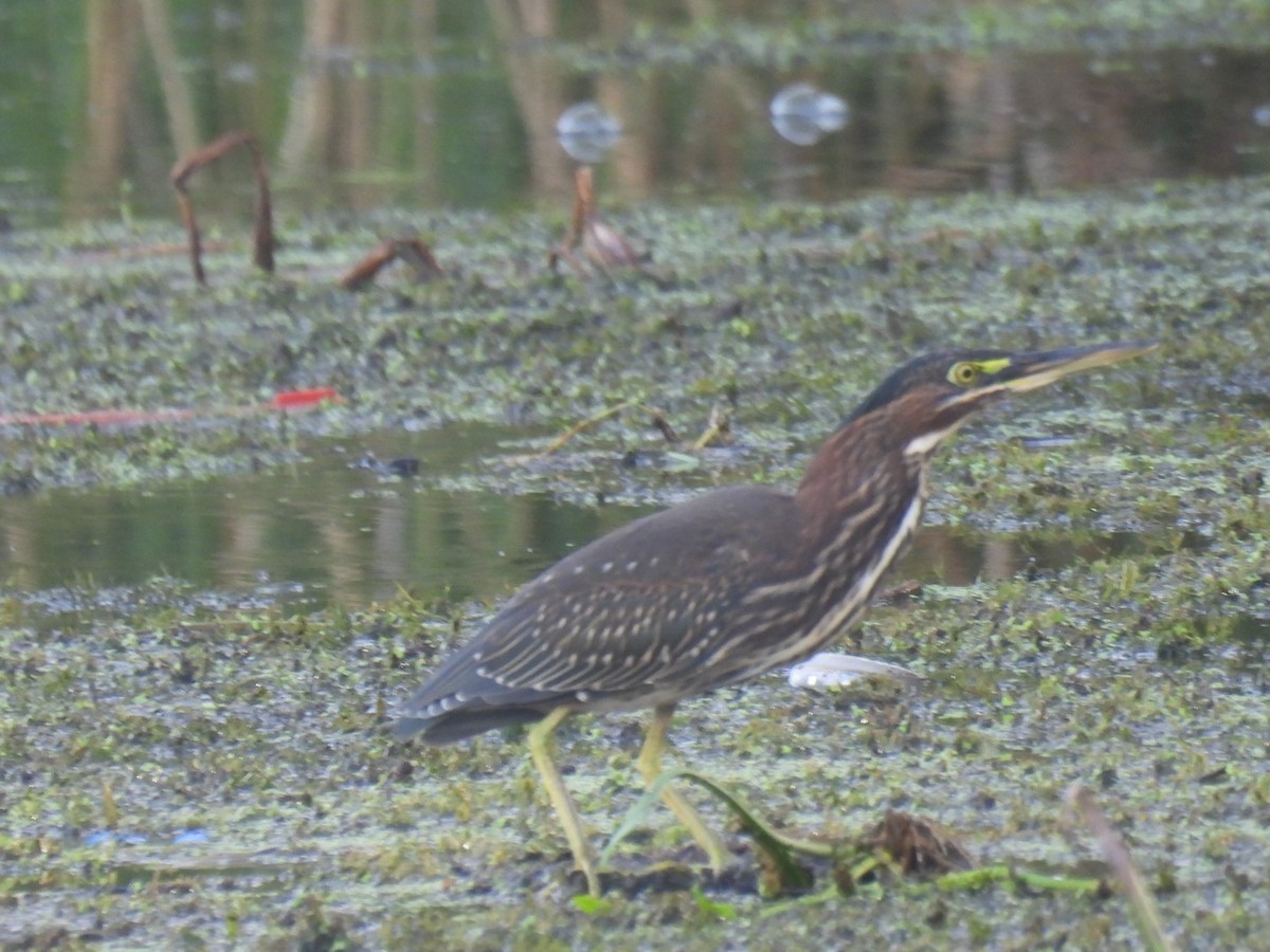 Green Heron - ML623381535