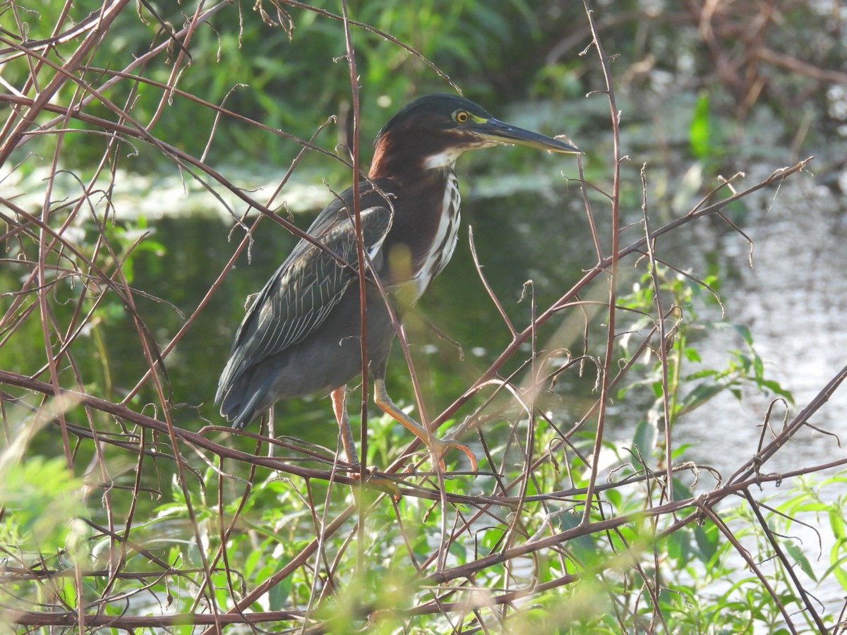 Green Heron - ML623381536