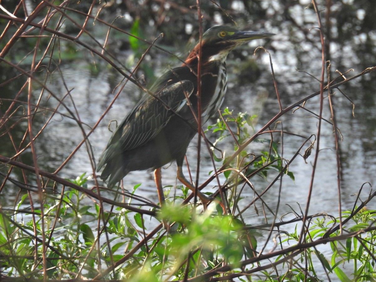 Green Heron - ML623381537