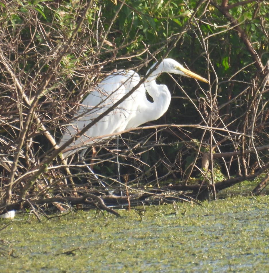 Great Egret - ML623381557