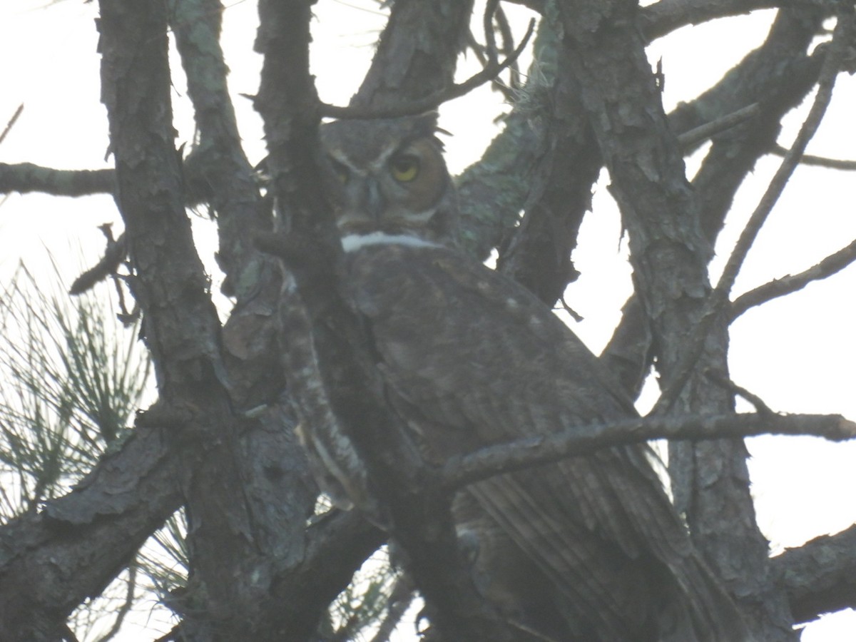 Great Horned Owl - ML623381562