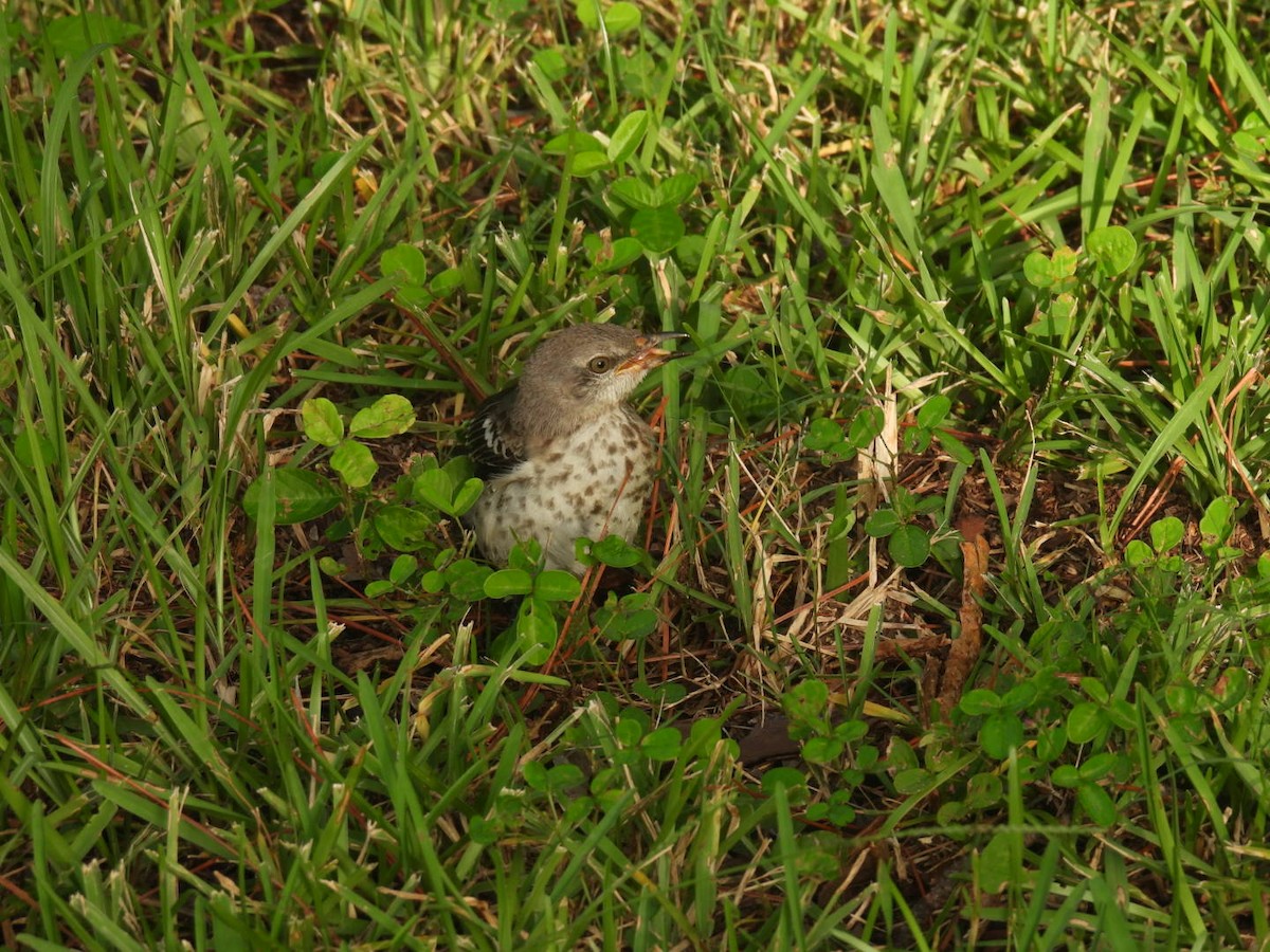 Northern Mockingbird - ML623381583