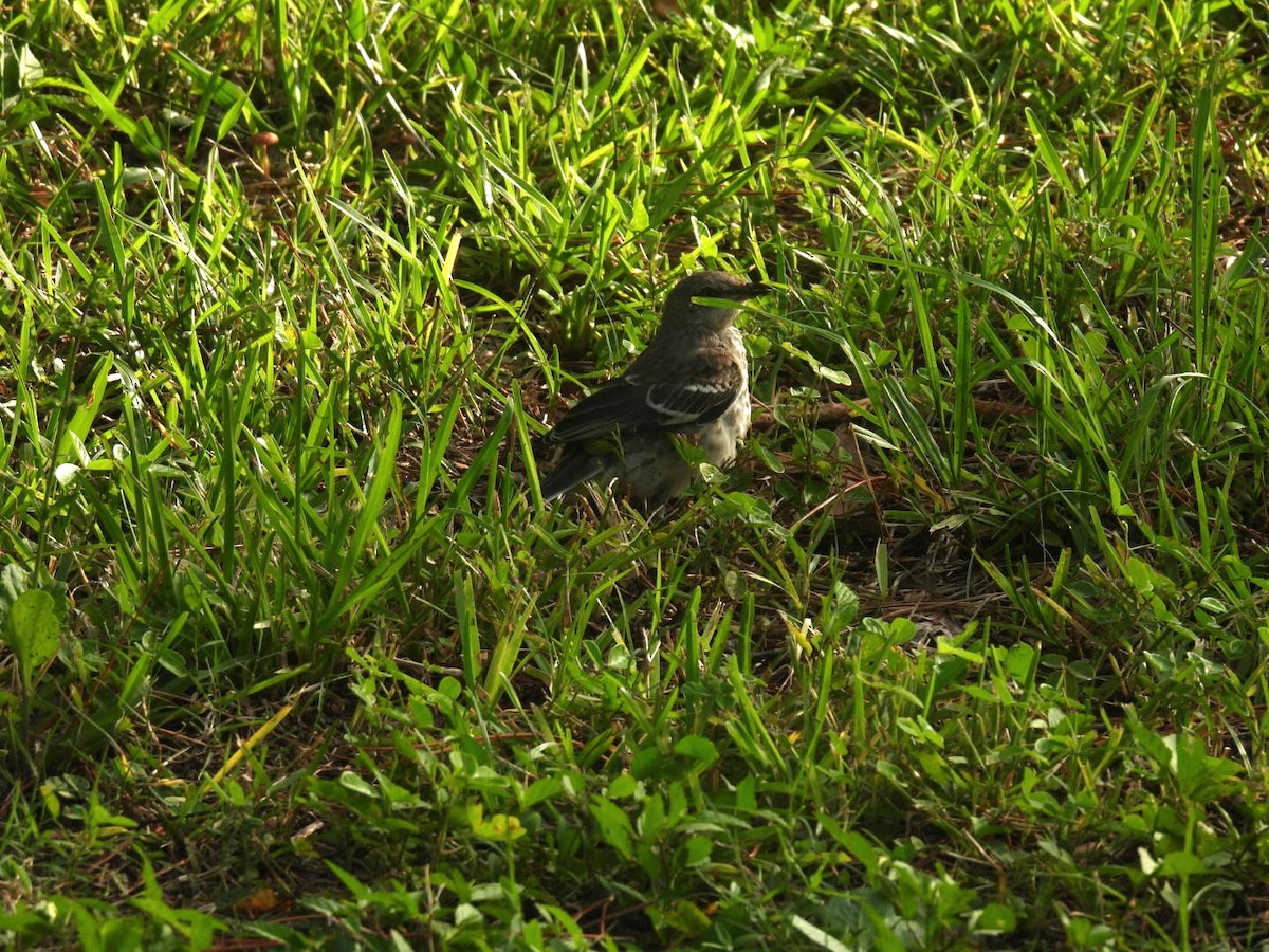 Northern Mockingbird - ML623381584