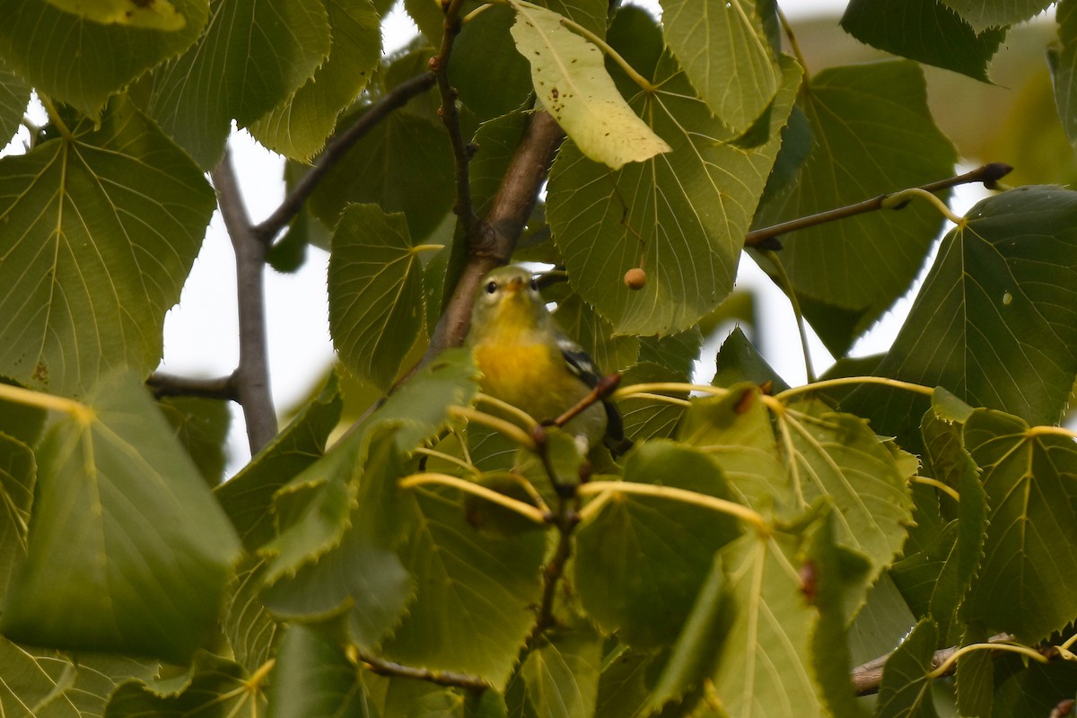 Northern Parula - ML623381623