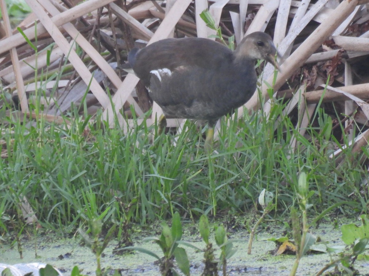 Common Gallinule - ML623381625