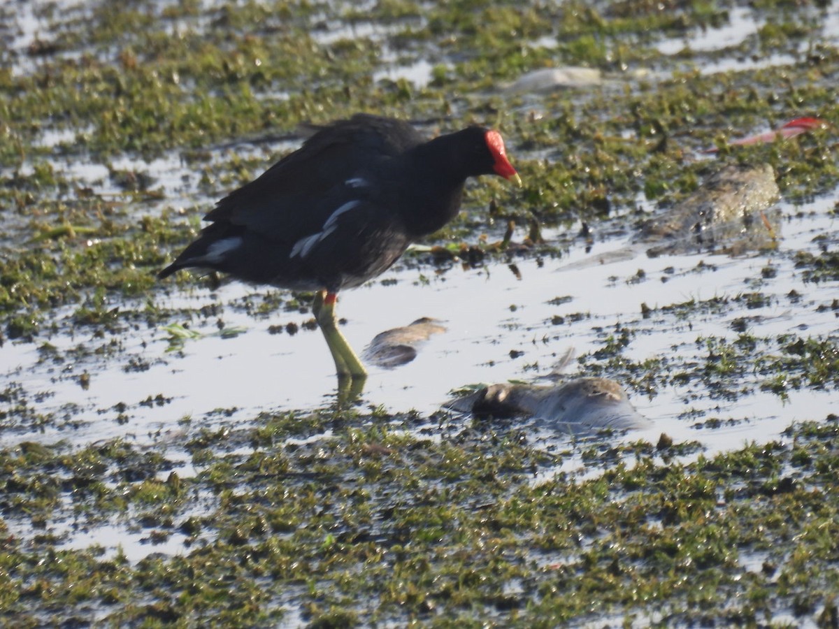 Common Gallinule - ML623381626