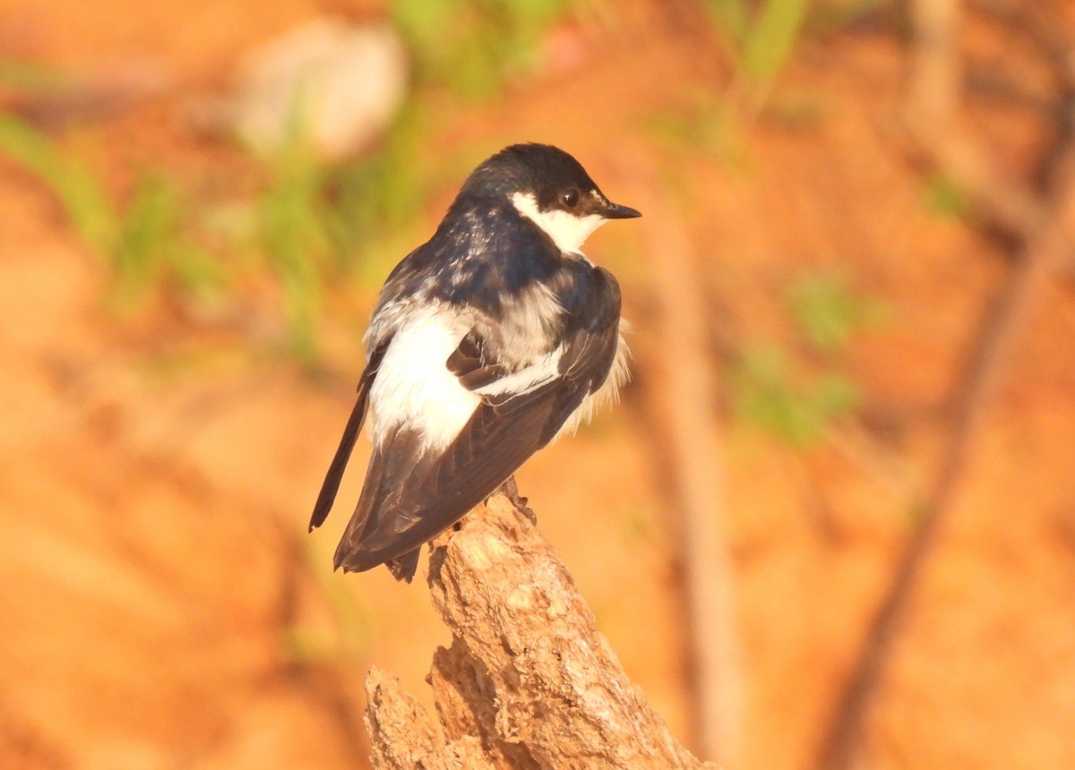 Golondrina Aliblanca - ML623381653