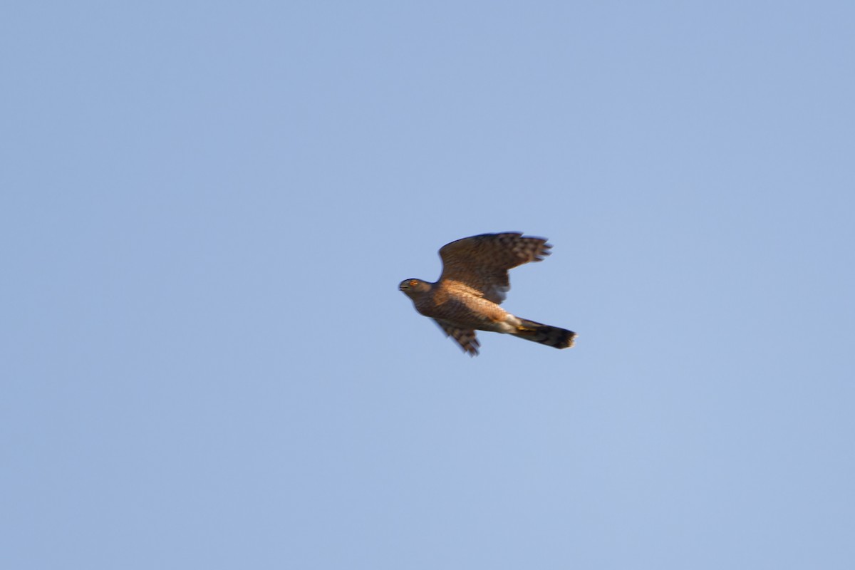 Cooper's Hawk - ML623381654