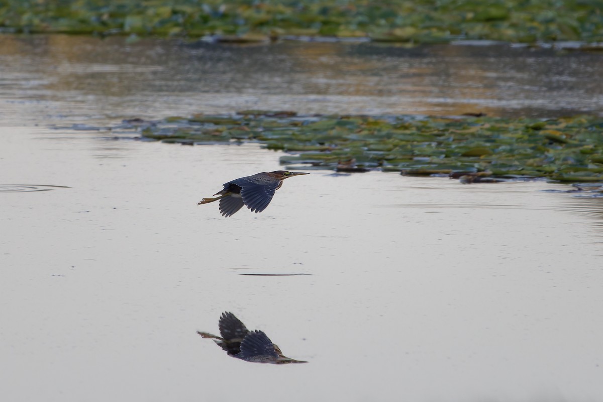 Green Heron - Jeffrey A. Beery