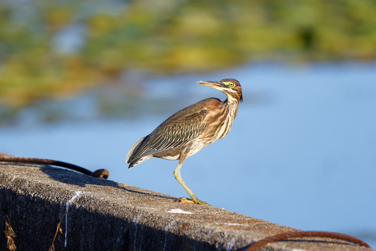 Green Heron - ML623381665