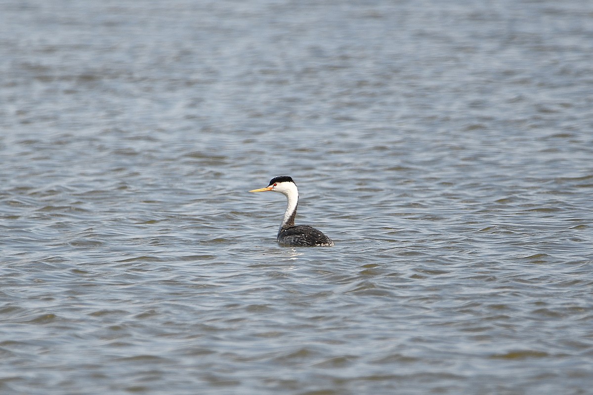 Clark's Grebe - Ari Weiss