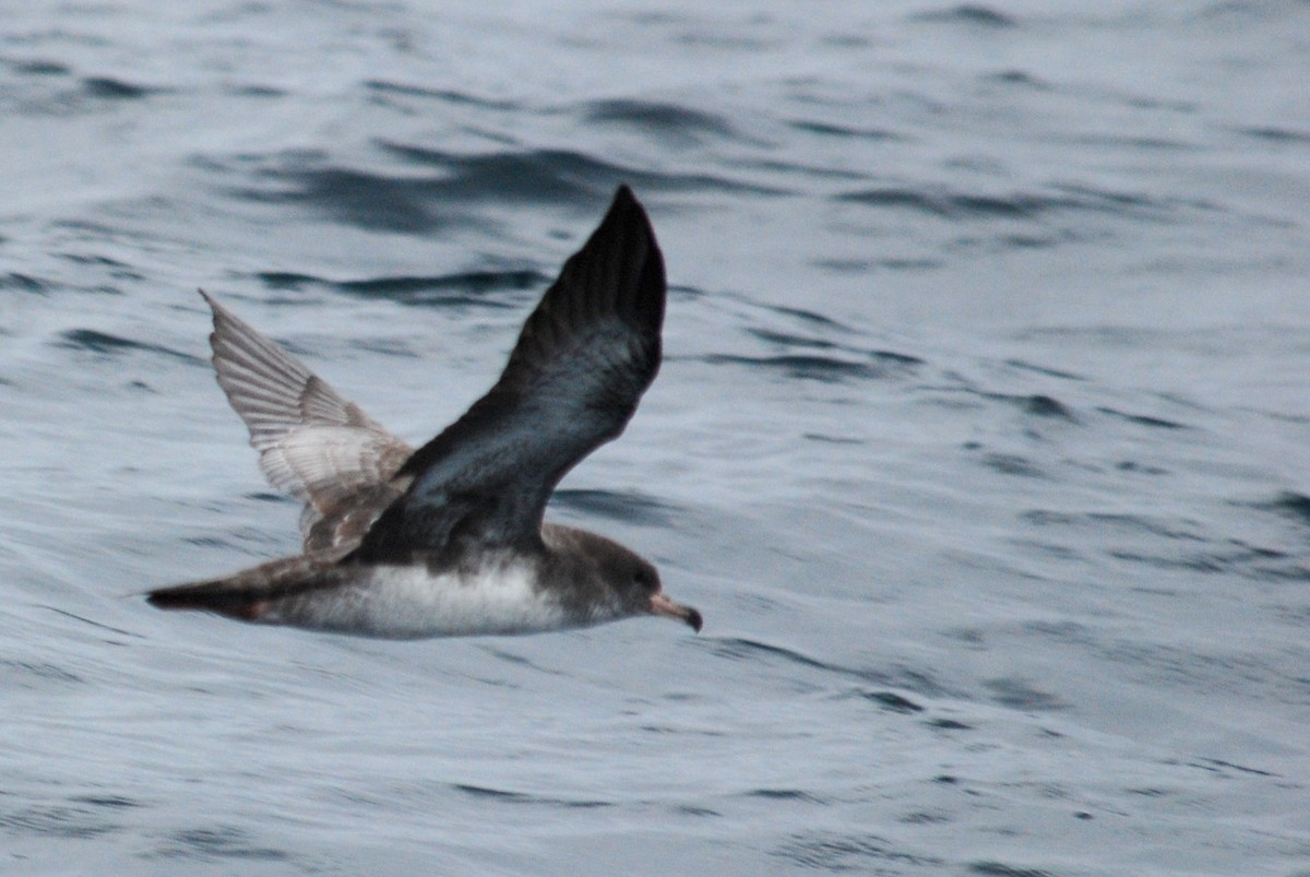 Pink-footed Shearwater - ML623381725