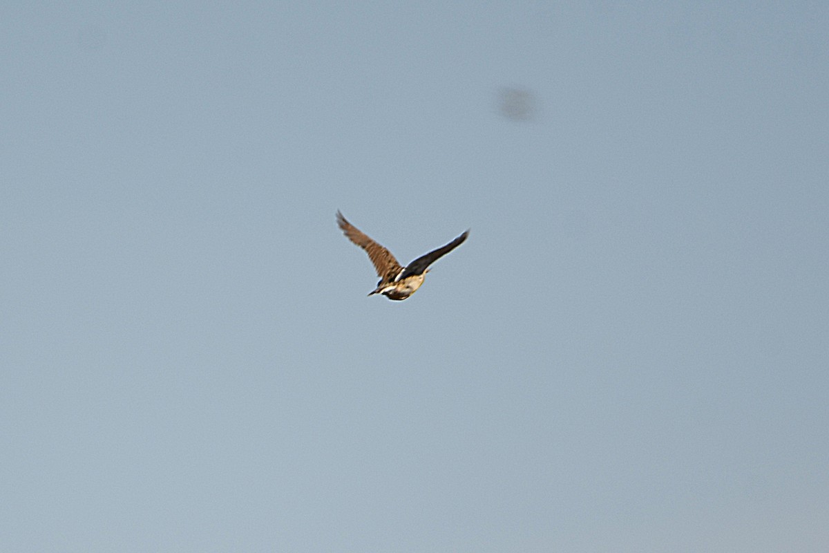 Chihuahuan Meadowlark - Ari Weiss