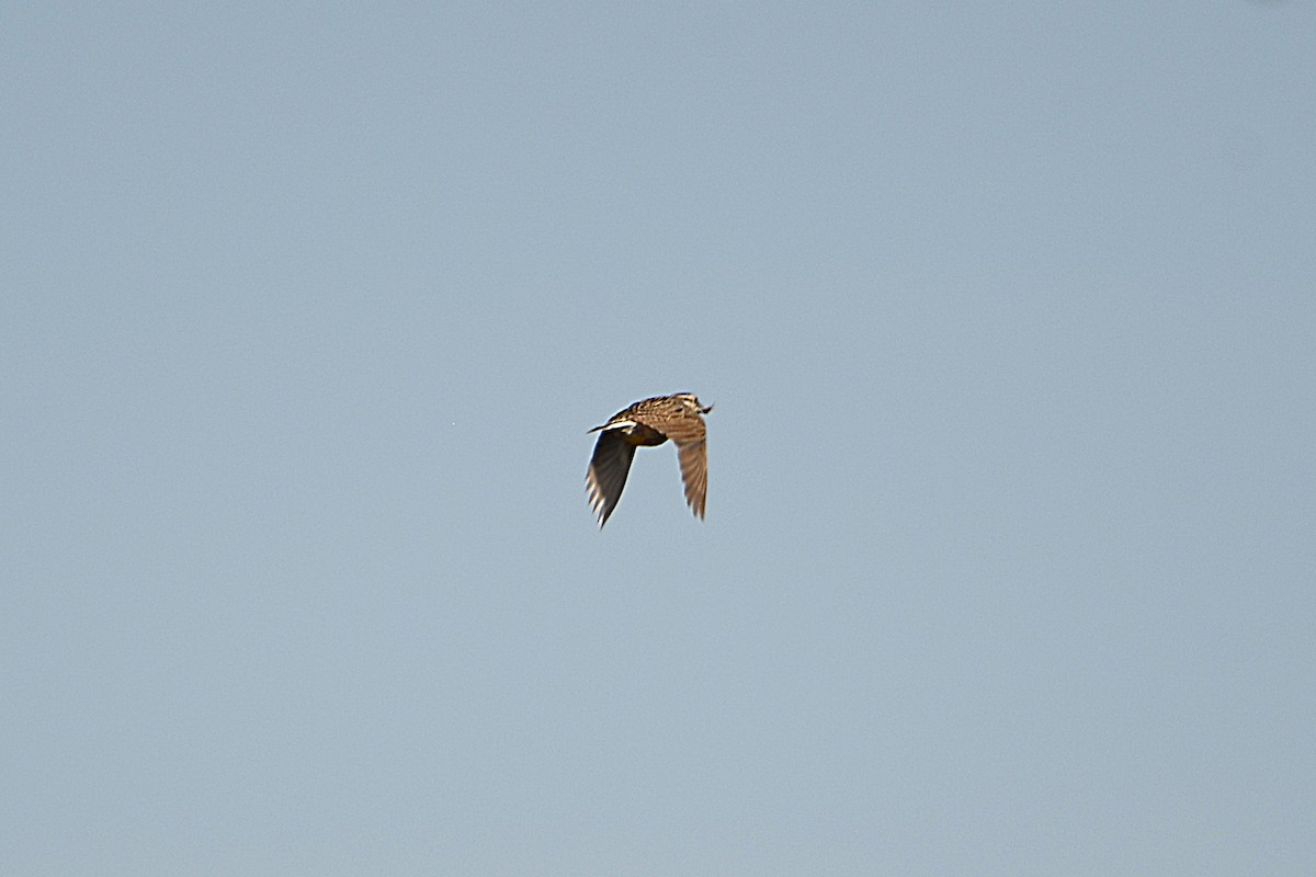 Chihuahuan Meadowlark - ML623381734