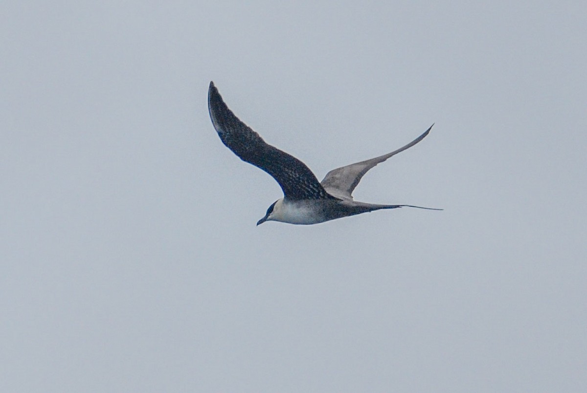 Long-tailed Jaeger - ML623381743