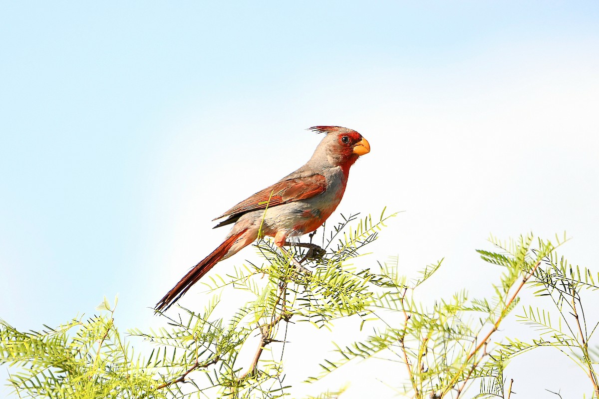 Pyrrhuloxia - Ari Weiss