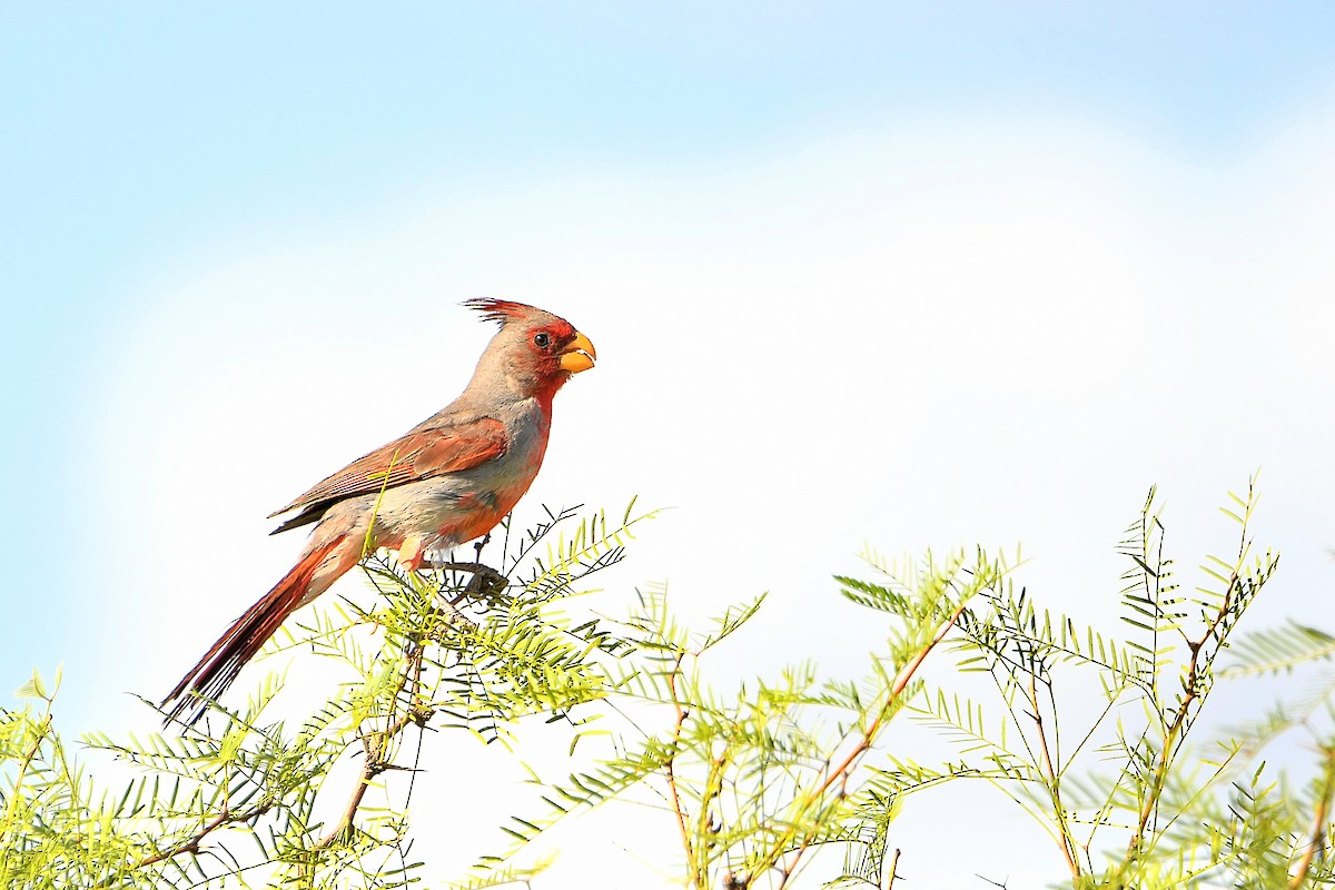 Pyrrhuloxia - Ari Weiss