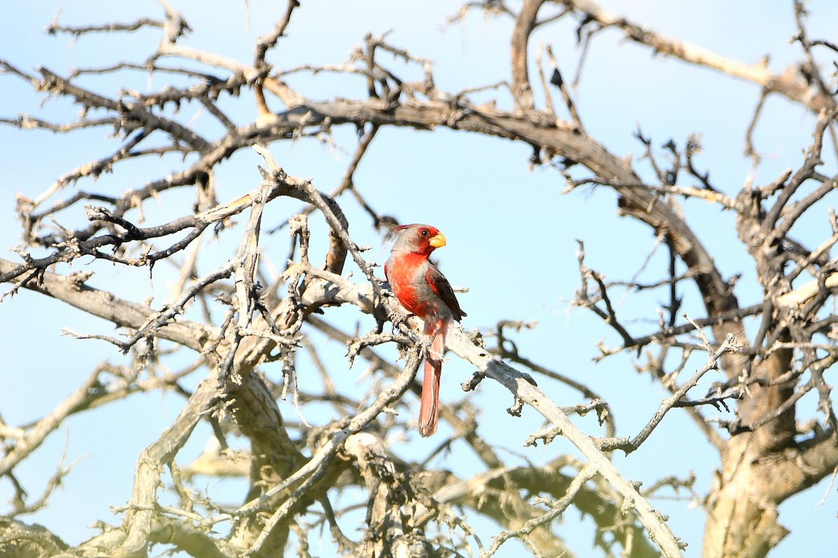 Pyrrhuloxia - Ari Weiss