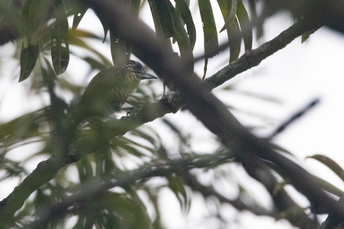 Lafresnaye's Piculet - Brendan Fogarty