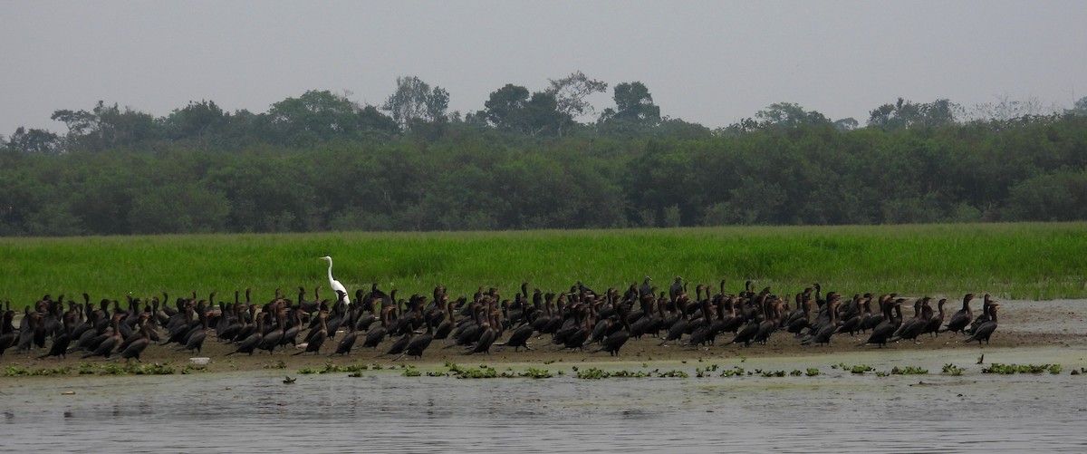 Neotropic Cormorant - ML623381943