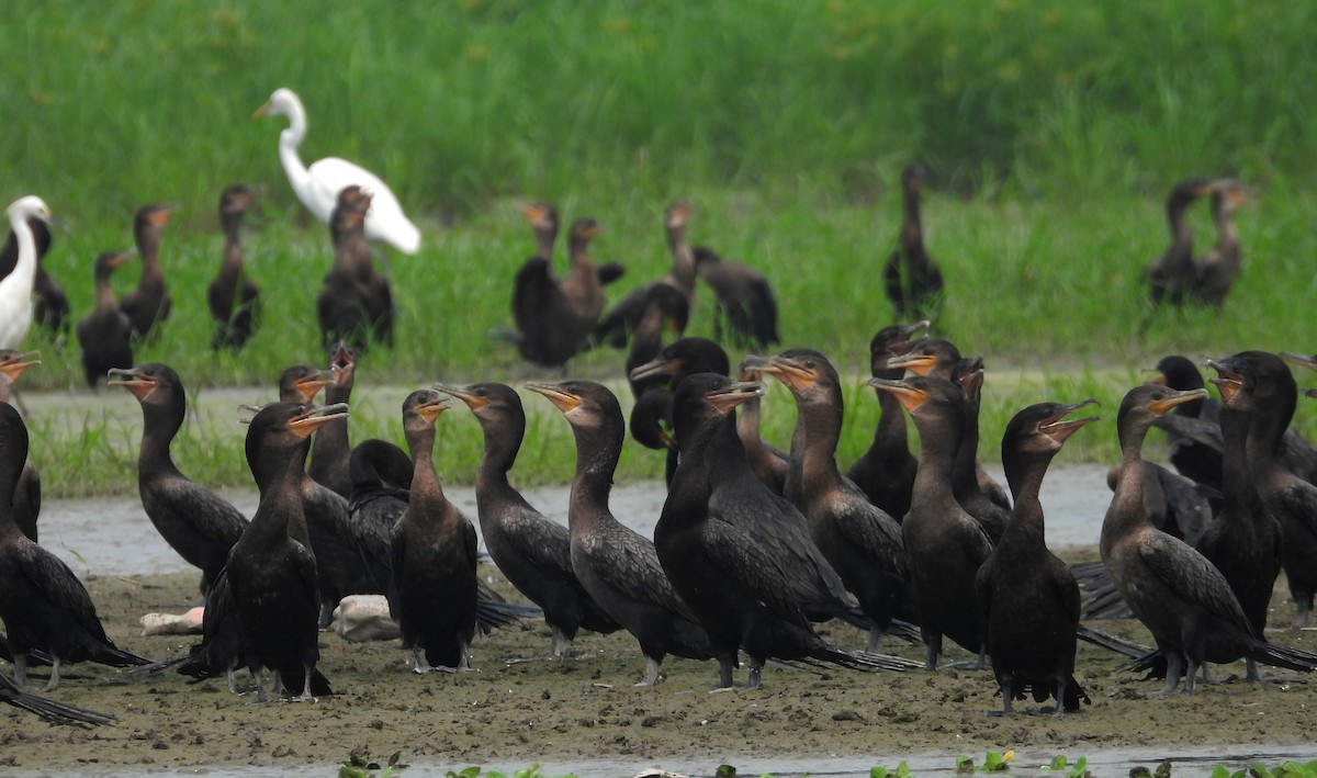 Neotropic Cormorant - ML623381944