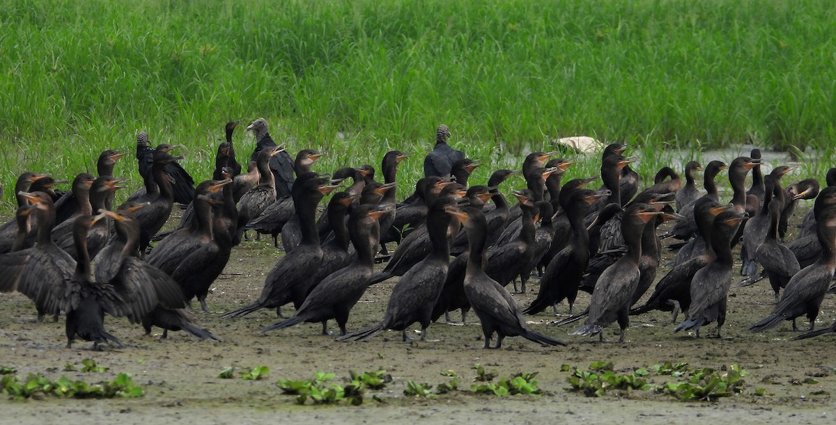 Neotropic Cormorant - ML623381947