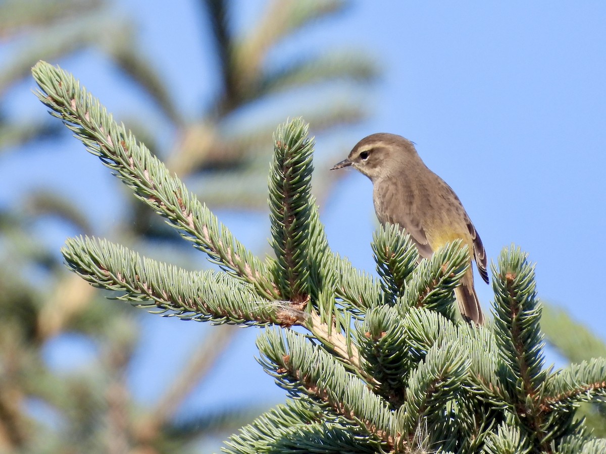 Palm Warbler - ML623381958