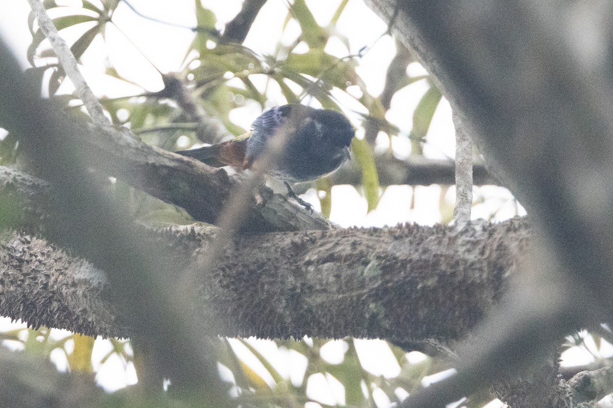 Opal-rumped Tanager - Brendan Fogarty