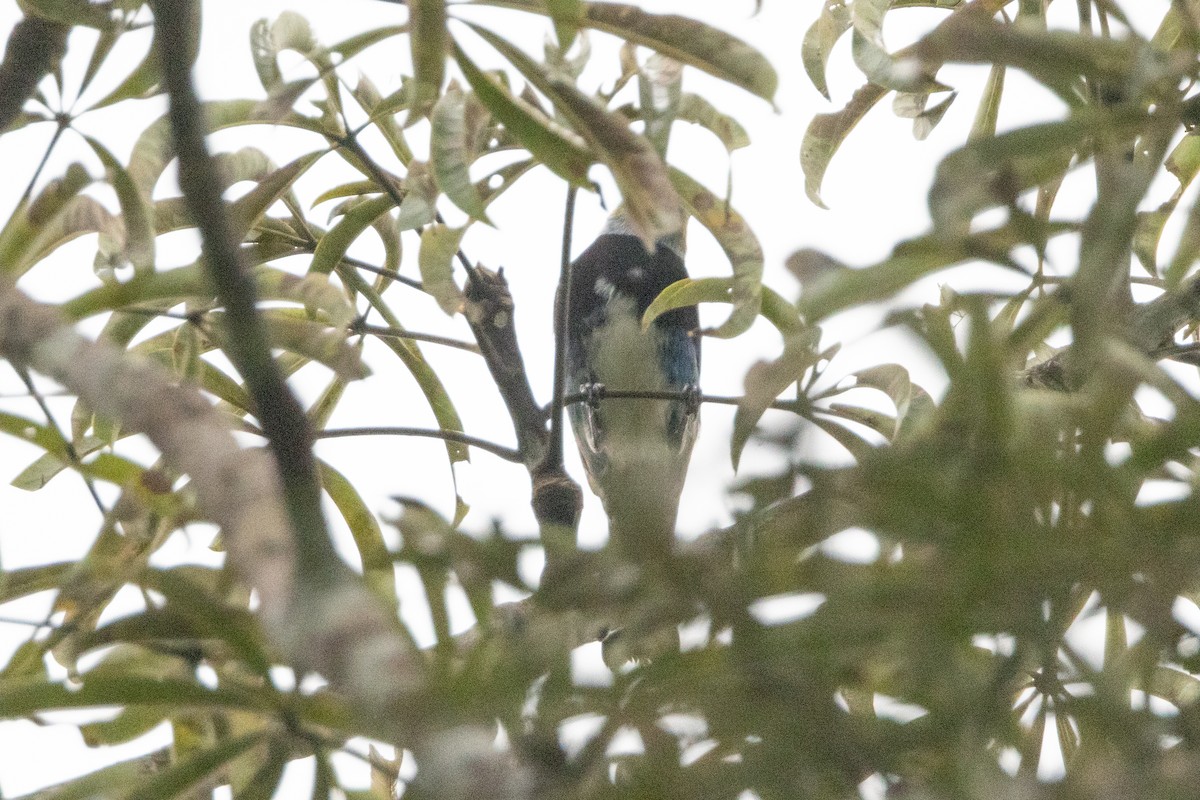 Masked Tanager - ML623381968