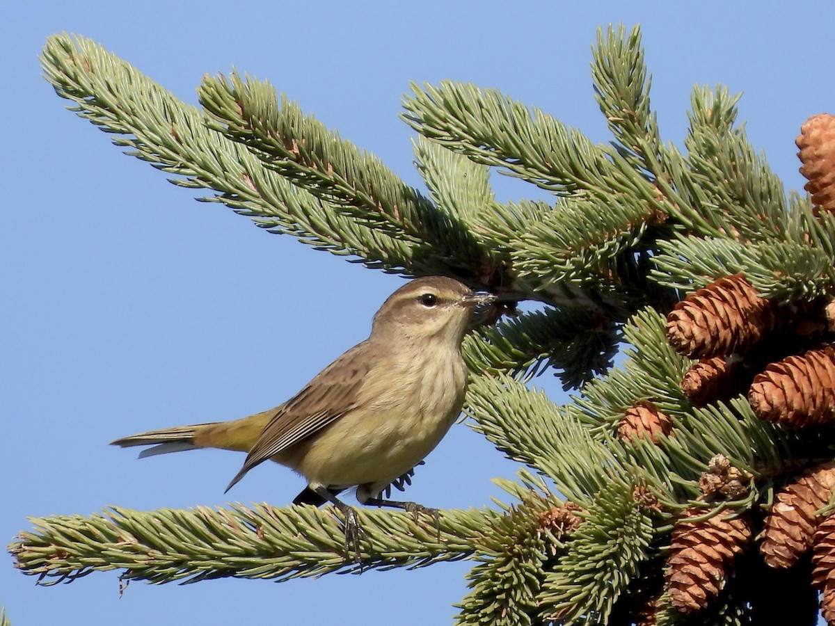 Palm Warbler - ML623381972