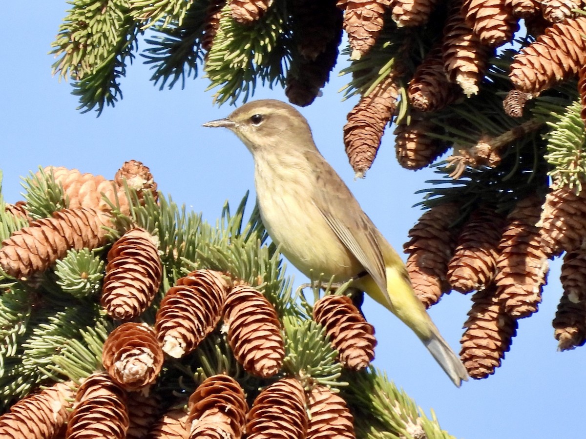 Palm Warbler - ML623381973